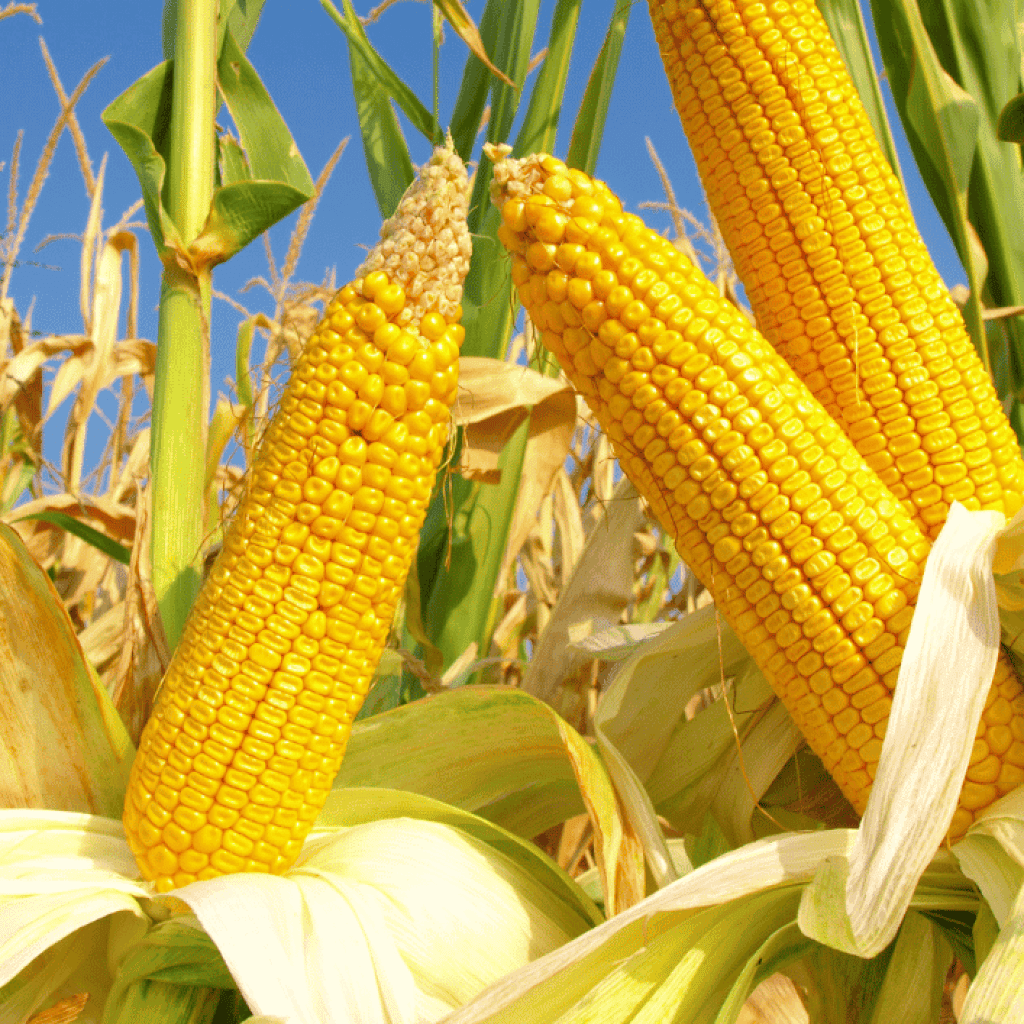 Ears of corn growing in a farm environment.