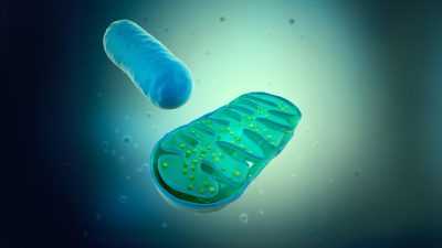 Mitochondria floating in a cell.