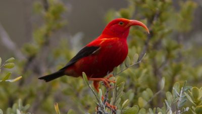 A red bird with a long beak standing on top of a tree.