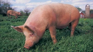 Pig sniffing grass in a field.